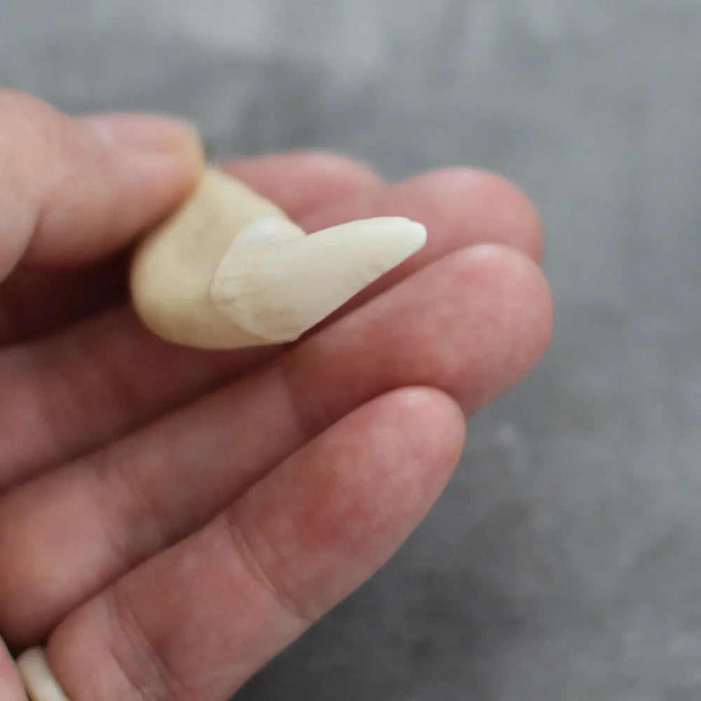 獣 - kemono - キーホルダー（熊の牙）／kemono-ke – アピスとドライブ